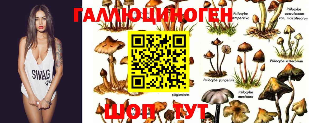 Псилоцибиновые грибы мухоморы Вологда